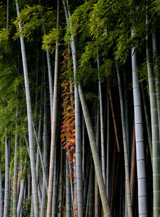 Arashiyama-Sagano Adashino Nembutsuji Temple Bamboo 11-3572.jpg